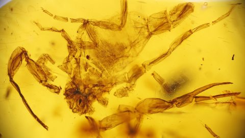 Skorpion als Inkluse im Burma Bernstein