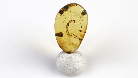 Skorpions mit Giftstachel im Bernstein