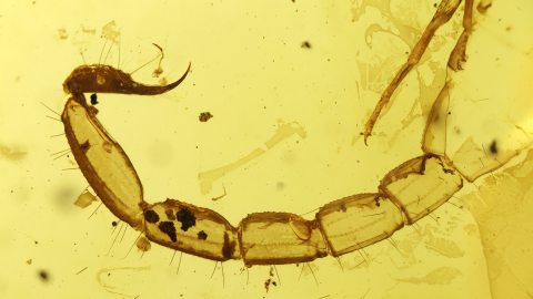 Schwanz eines Skorpions als Einschluss im Burma Bernstein