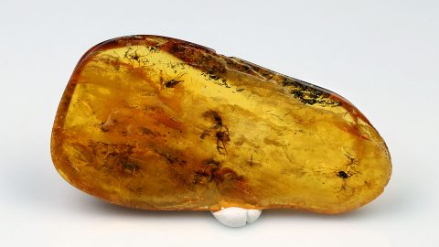 Inklusen im Bernstein