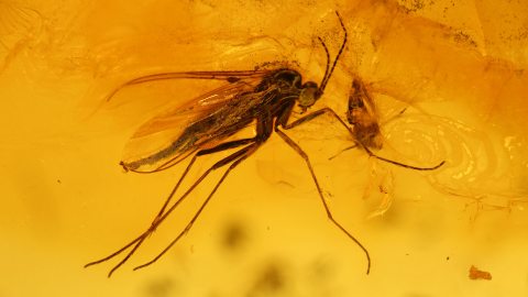 Mücken als Inklusen