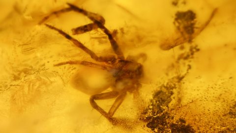 Spinne und Mücken als Inklusen