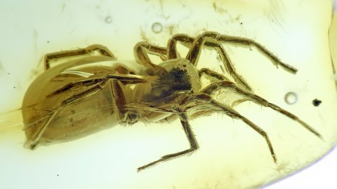 Spinne als Einschluss im Baltischen Bernstein