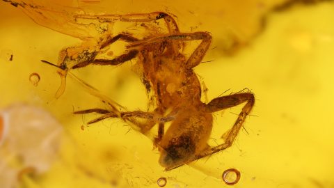 Spinne als Einschluss im Baltischen Bernstein