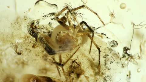 Spinne als Einschluss im Baltischen Bernstein