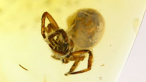 Spinne als Inkluse im Baltischen Bernstein