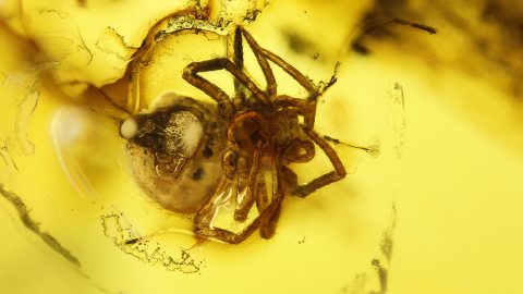 Spinne als Einschluss im Baltischen Bernstein