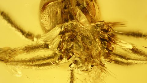 Spinne als Einschluss