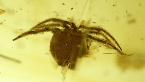 Spinne im Baltischen Bernstein als Inkluse