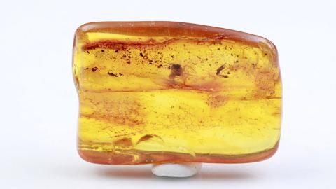 Spinne als Einschluss im Bernstein