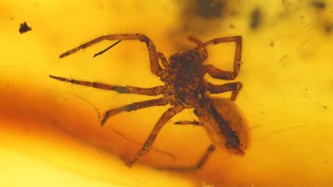 Spinne als Einschluss im Baltischen Bernstein