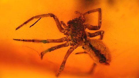 Spinnen als Einschluss im Bernstein