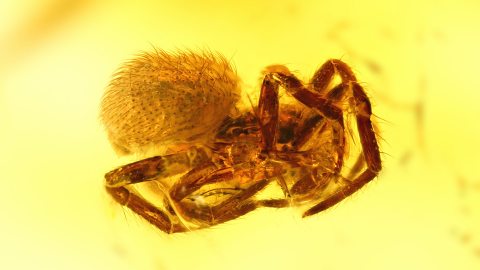 Spinne als Einschluss im Baltischen Bernstein
