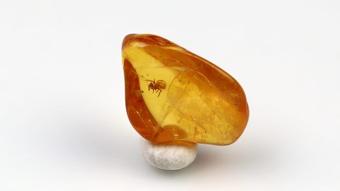 Spinne als Einschluss im Baltischen Bernstein