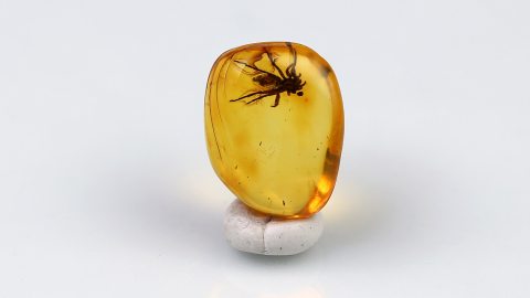 Spinne als Einschluss im Bernstein