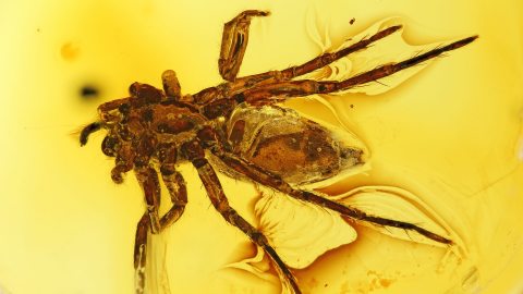 Spinne im Baltischen Bernstein