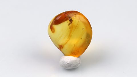 Spinne im Bernstein