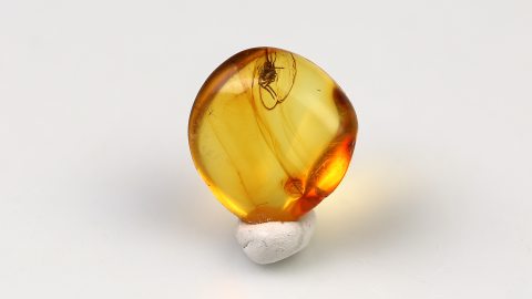 Spinne als Einschluss im Bernstein