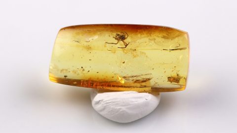 Spinne im Baltischen Bernstein