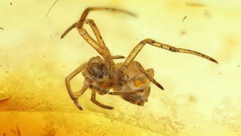 Spinne als Einschluss im Baltischen Bernstein