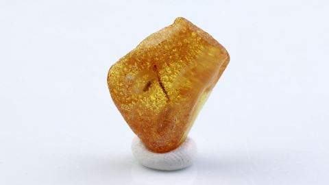 Spinne und ein pflanzlicher Einschluss im Baltischen Bernstein