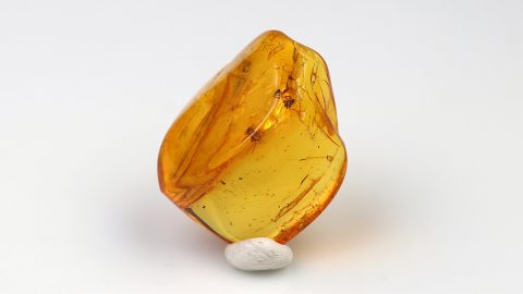 Spinnen als Einschlüsse im Bernstein