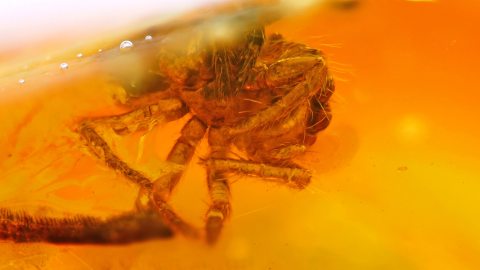 Spinnen im Bernstein