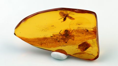 Spinnen und mehrere Insekten im Baltischen Bernstein