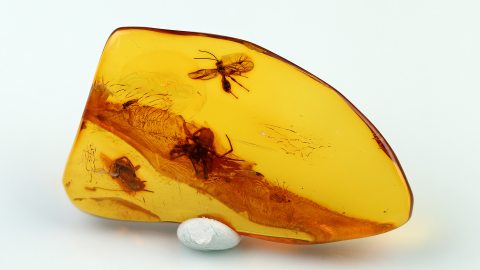 Wespe und weitere Insekten im Bernstein