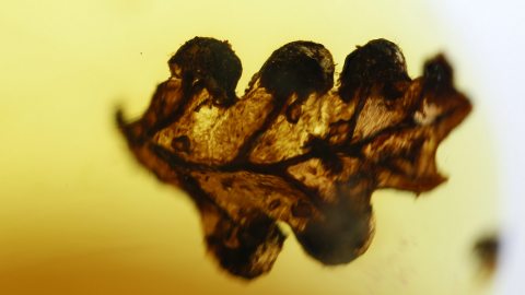 Sporangium als Inkluse im Bernstein