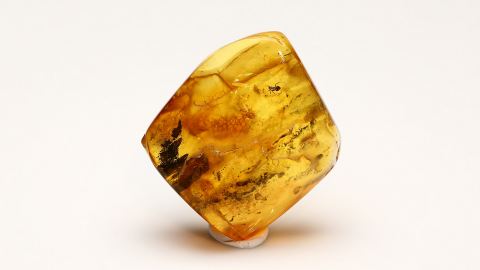 Mücke und Ameise als Bernstein Einschlüsse 