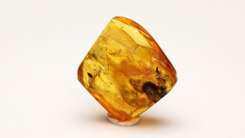 Springschwanz im Bernstein