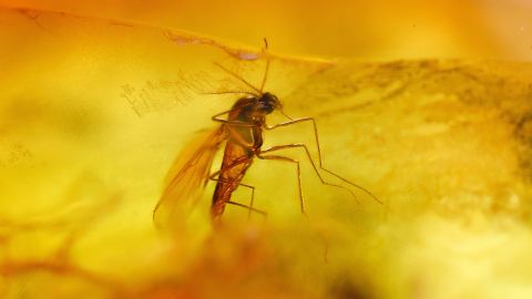 Mücke, Zuckmücke als Bernstein Einschlüsse 