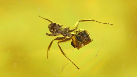 Ameise als Bernstein Einschlüsse 