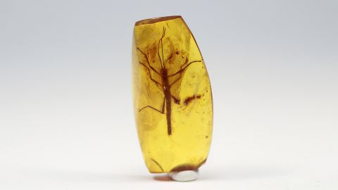 Stabheuschrecken als Einschluss