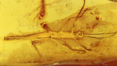 Stabheuschrecke als Inkluse im Bernstein