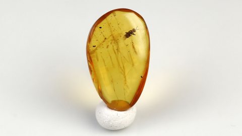 Biene als Inkluse