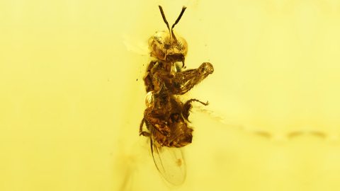Stachellose Biene als Einschluss im Dominikanischen Bernstein