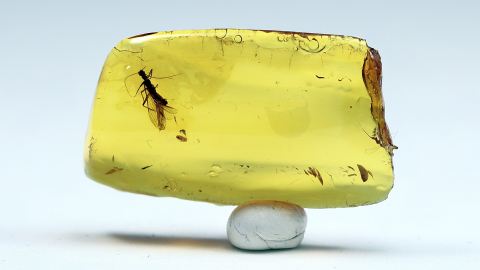 Leuctridae als Inkluse im Bernstein