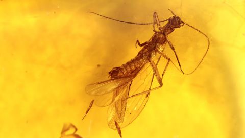 Steinfliege als Inkluse im Baltischen Bernstein