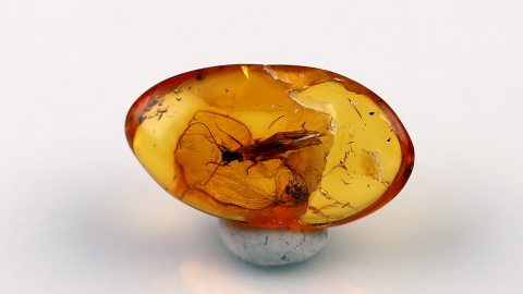 Steinfliege im Baltischen Bernstein