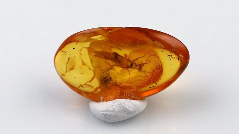 Bernstein mit Steinfliege