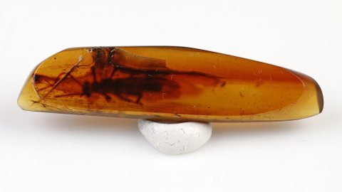 Steinfliege Leuctridae als Einschluss im Burma Bernstein