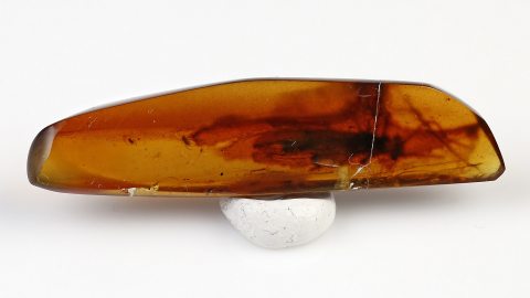 Steinfliege im Burma Bernstein