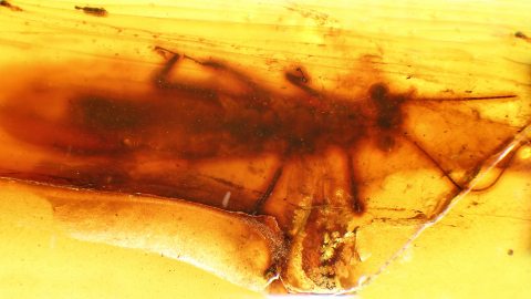 Steinfliege als Inkluse