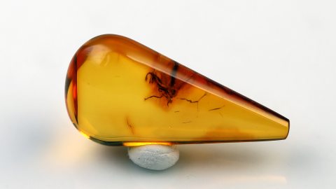 Tanzfliege mit Rüssel als Einschluss im Baltischen Bernstein