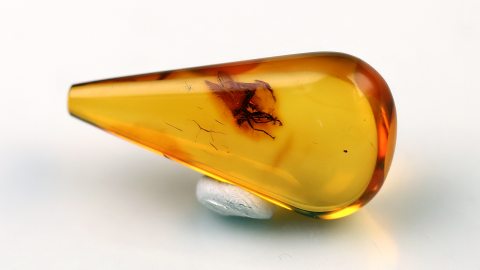 Tanzfliege mit Rüssel im Bernstein