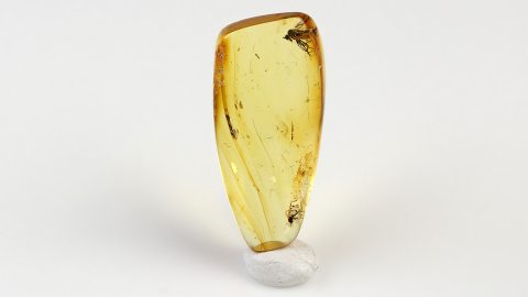 Tanzfliege als Einschluss im Baltischen Bernstein