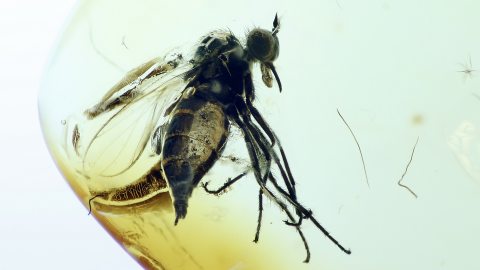Tanzfliege mit Rüssel als Einschluss im Baltischen Bernstein