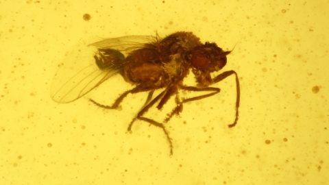 Fliege mit Rüssel als Einschluss im Burma Bernstein